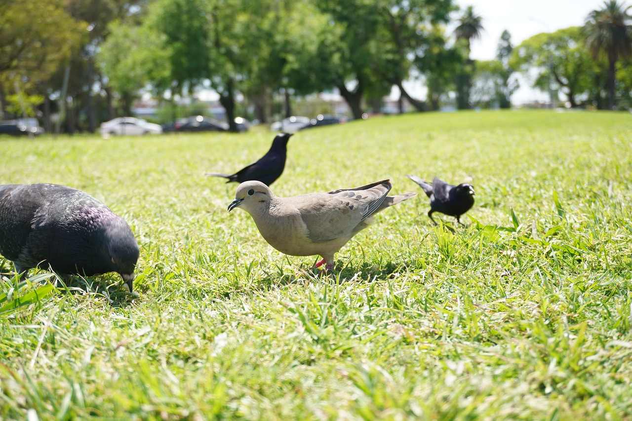 Pigeon Picture
