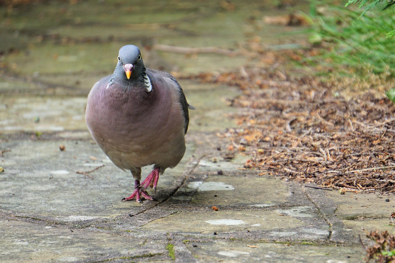 Pigeon Picture